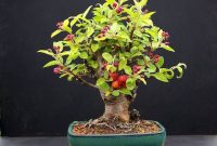 Bonsai Delima Batu