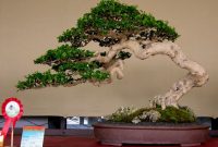 Bonsai Serut Terbaik