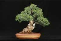 Bonsai Asem Londo