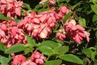 Bonsai Bunga Nusa Indah